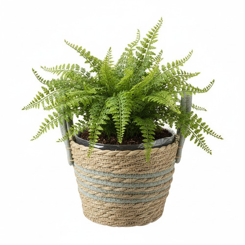 Woven seagrass indoor plant - woven,