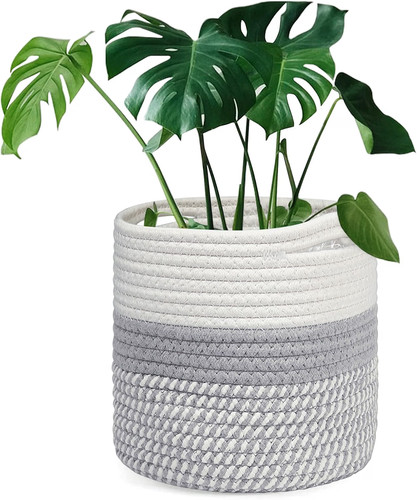 Tenn well 20cm plant - tenn,