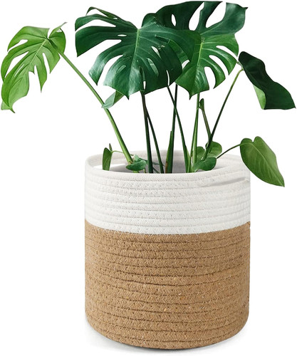 Tenn well 20cm plant - 20cm, pot
